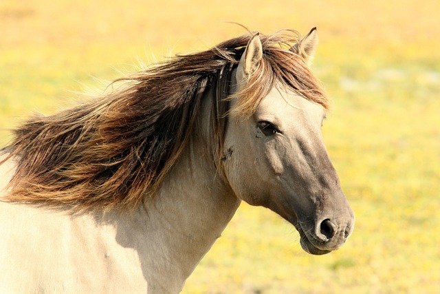 Paarden 360: alles over voeding, rassen, sport en gezondheidszorg