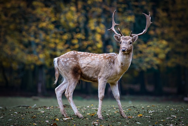 Ontdek de wereld van dierenplezier met animalfun.be